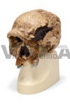 Anthropological skull – Steinheim